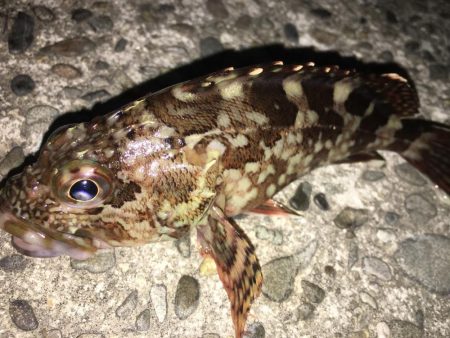 プロの道はぎびしいです