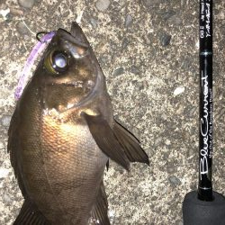 今夜もチビメバリング！パターンは岸壁パターン！！