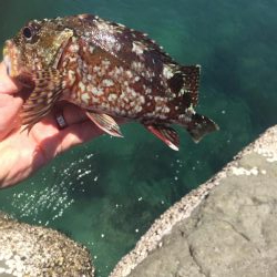 春イカエギングからのガシリング