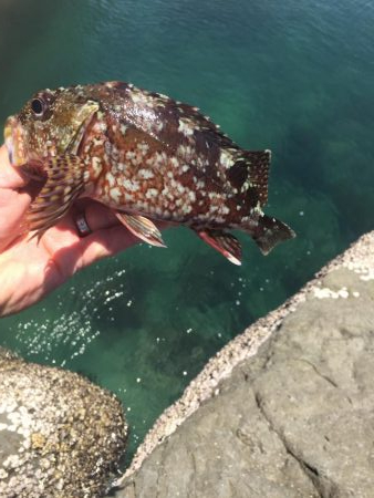 春イカエギングからのガシリング