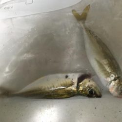 エギング、アジング