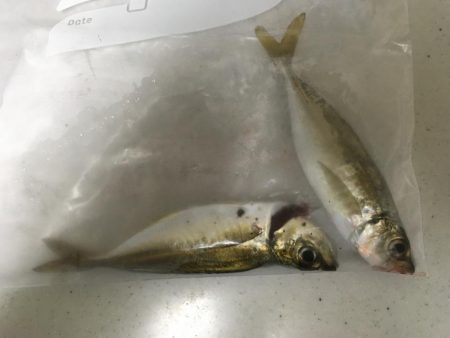 エギング、アジング