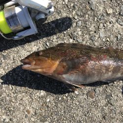 まさかのアイナメ⁈