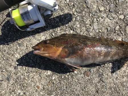 まさかのアイナメ⁈