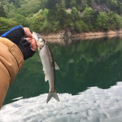 絶滅してなかった！