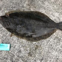 ヒラメ