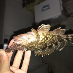 爆風でも釣れました!