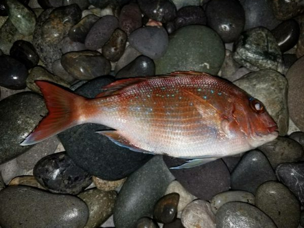 ノッコミ鯛の最終調査