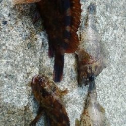 ガシラを求めて4