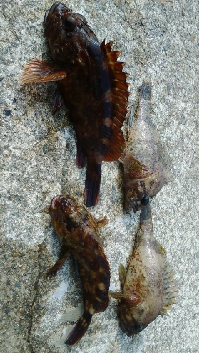 ガシラを求めて4