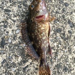 アジは釣れなかった！