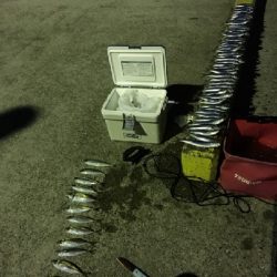 イワシ大漁ヾ(*ΦωΦ)ﾉ