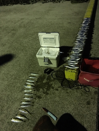 イワシ大漁ヾ(*ΦωΦ)ﾉ