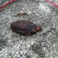 朝タチウオ撃沈からの…