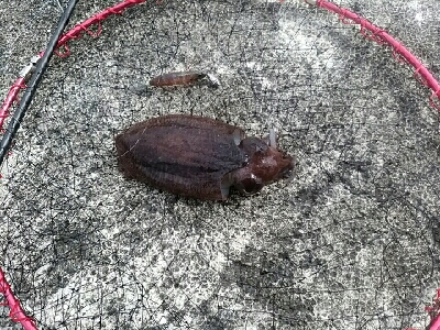 朝タチウオ撃沈からの…