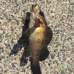 ちょっと日本海へ