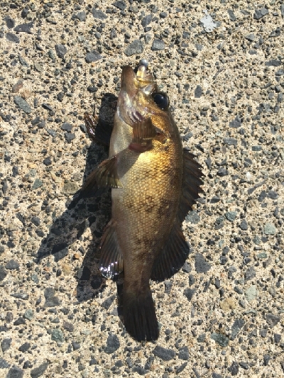 ちょっと日本海へ