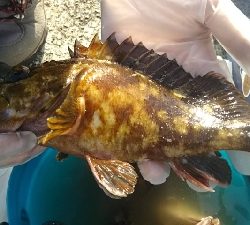 ガシラを求めて5