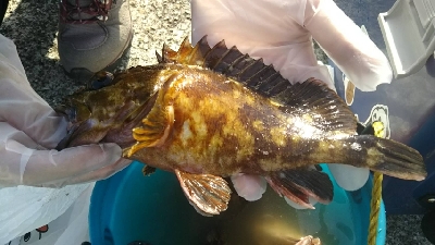 ガシラを求めて5