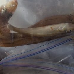 志摩でキスの投げ釣りサビキ釣り