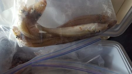 志摩でキスの投げ釣りサビキ釣り