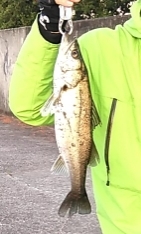 5月4日朝練。渋いながらもシーバスゲット！