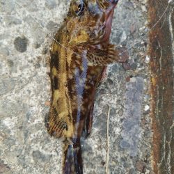 キス釣り　～活性低い～