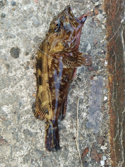 キス釣り　～活性低い～