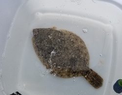 とっとパーク小島