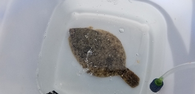 とっとパーク小島