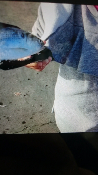 ファミリーサビキ