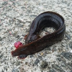 キス釣り ~雨天決行の甲斐があった~