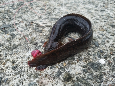 キス釣り ~雨天決行の甲斐があった~