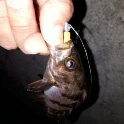 数釣りなら、楽しめる