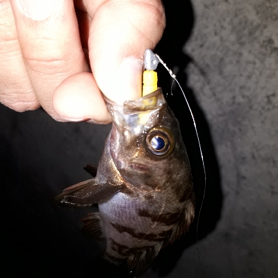 数釣りなら、楽しめる