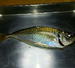 アジ探し