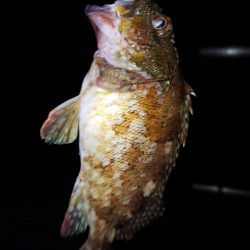 あじとサヨリ狙いでしたが、