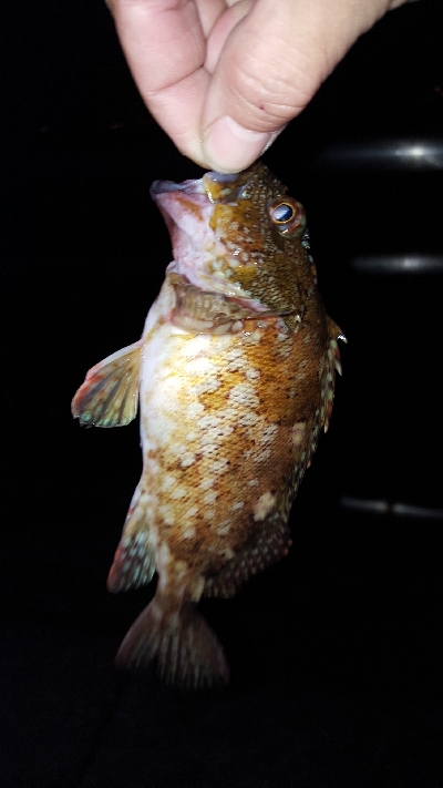 あじとサヨリ狙いでしたが、