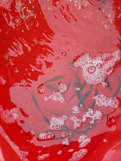 イワシ釣り　～ヒラメが出た！～