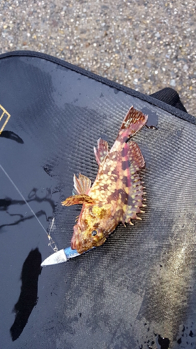 やっぱり大雨に…