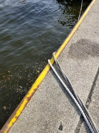 シリヤケエギング