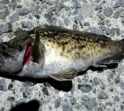 ようやくのヒット!