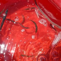 イワシ釣り ~マイワシ増えてきた!~