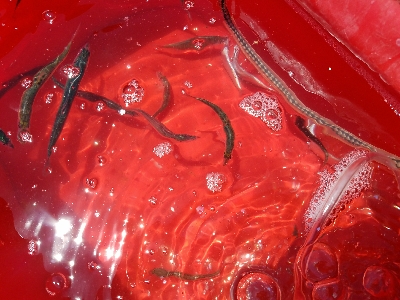 イワシ釣り ~マイワシ増えてきた!~