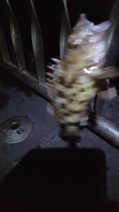 またまた、メジナが釣りたかったのです