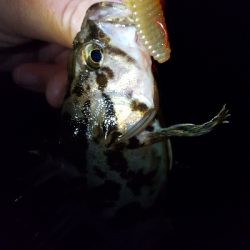 神戸港ランガン