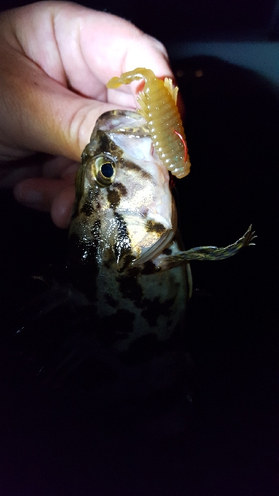 神戸港ランガン