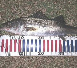 バチパターン⁉