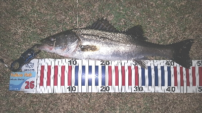 バチパターン⁉