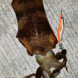 今年初アオリイカ